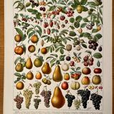 Lithograph on fruits - 1930