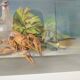 Still life with pastel Breton lobster