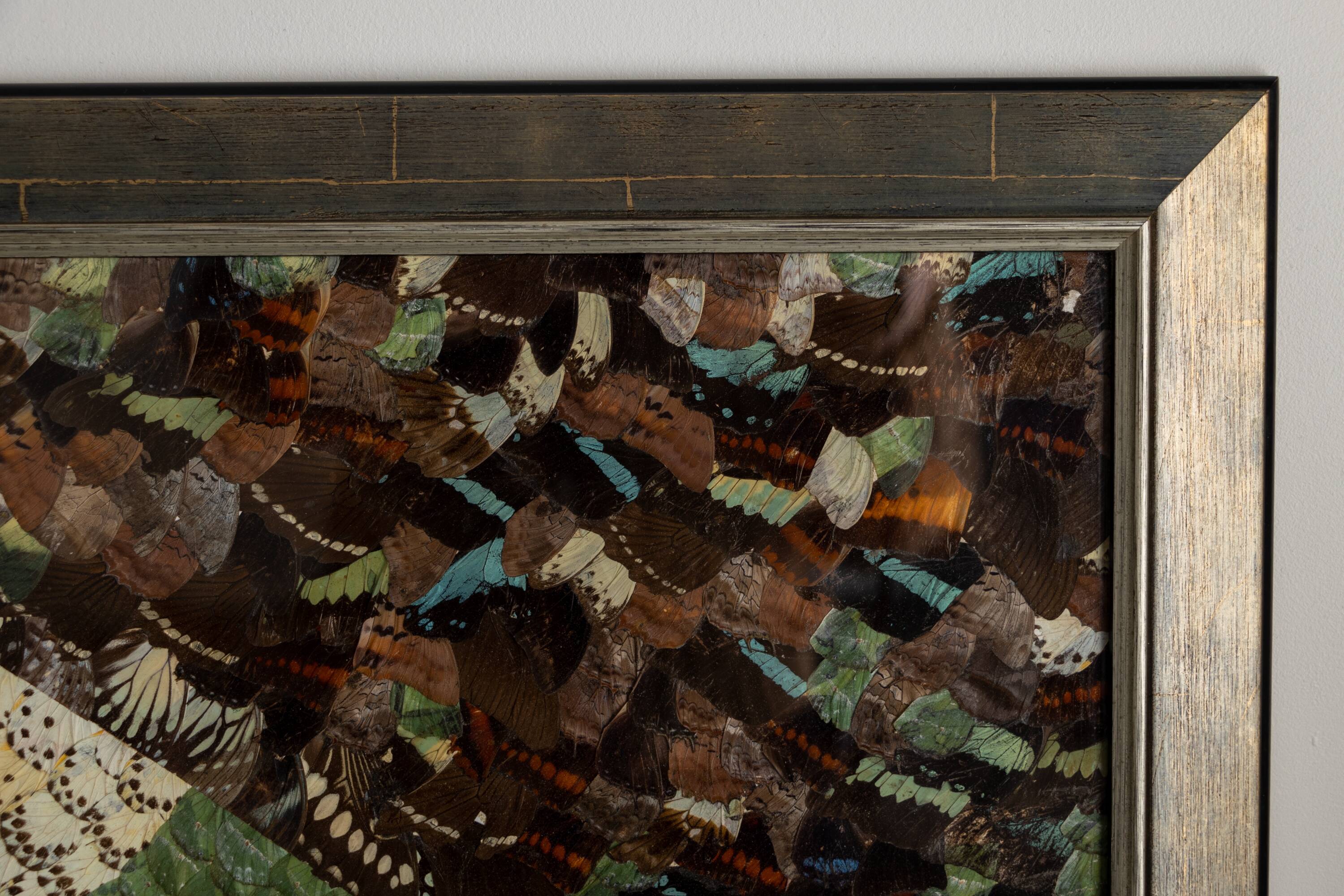 collage in XXL butterfly wings