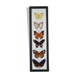 Frame with 6 natural butterflies