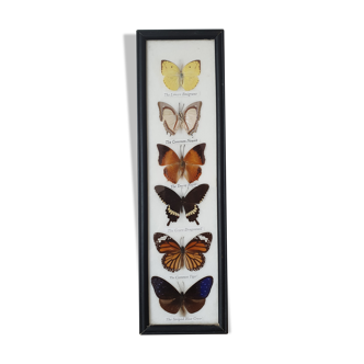 Frame with 6 natural butterflies