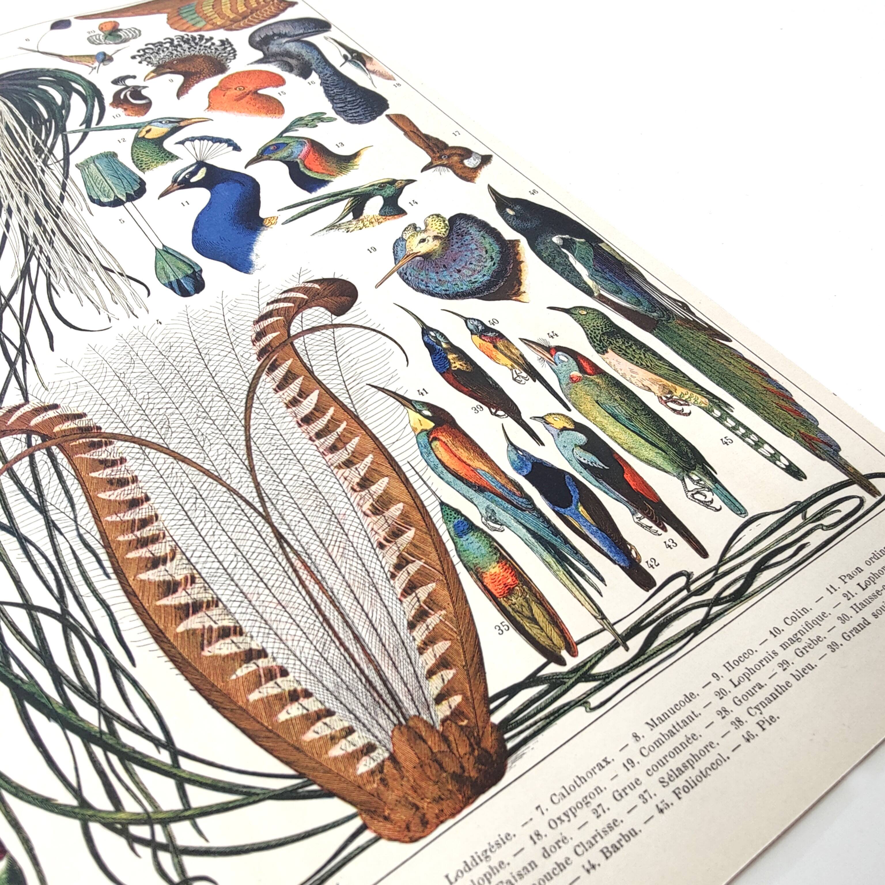 Old lithograph plate birds feathers 1900