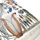 Old lithograph plate birds feathers 1900