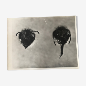 Photographie originale JM Baufle, entomologie, insecte