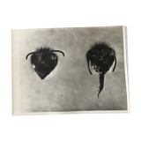 Original photograph JM Baufle, entomology, insect