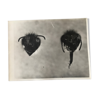 Photographie originale JM Baufle, entomologie, insecte