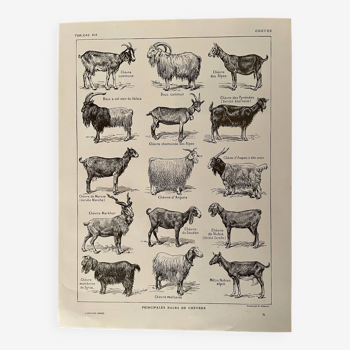 Lithographie sur les chèvres - 1920