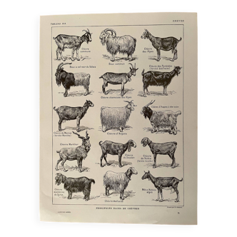 Lithograph on goats - 1920