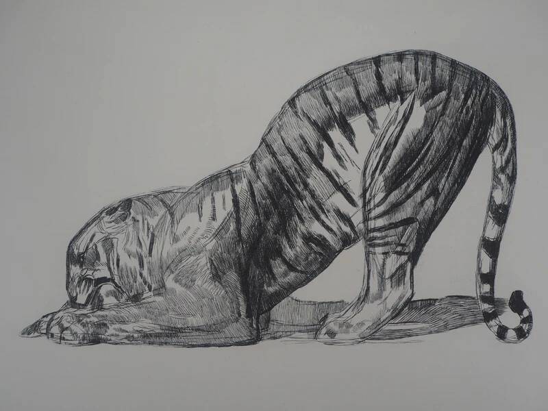 Paul Jouve: Tiger on its prey, original engraving