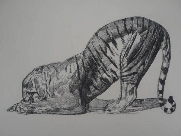 Paul Jouve : Tigre sur sa proie, gravure originale