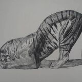 Paul Jouve: Tiger on its prey, original engraving