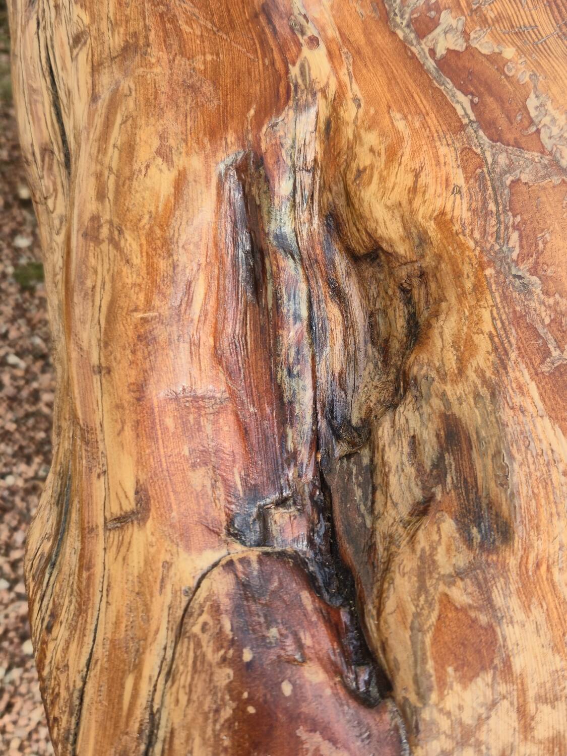 Brutalist coffee table made from solid elm tree trunk, 1950s