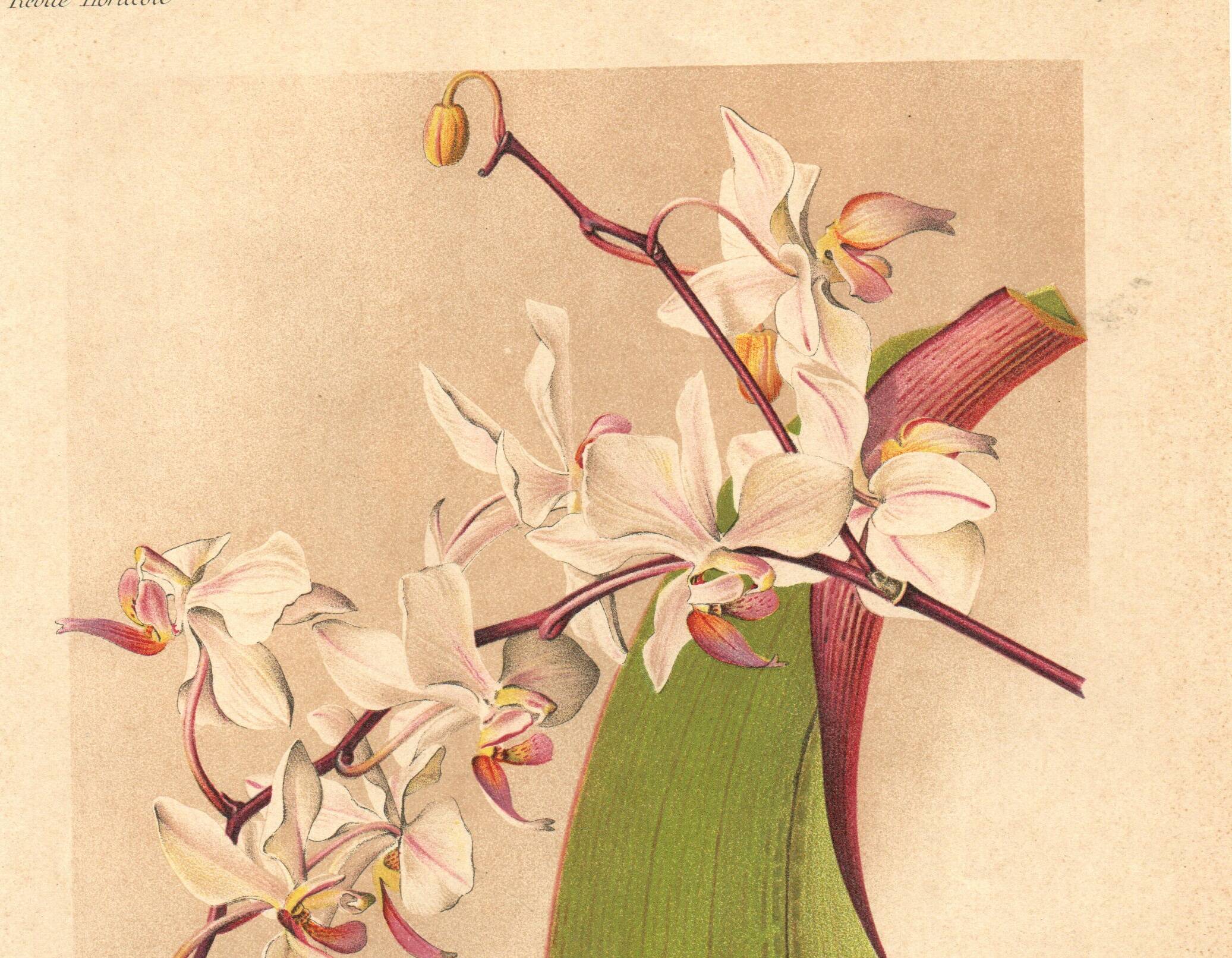 Botanical Engraving 1911 - Phalaenopsis Orchid by Millot - Vintage Flower