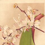 Botanical Engraving 1911 - Phalaenopsis Orchid by Millot - Vintage Flower