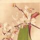 Botanical Engraving 1911 - Phalaenopsis Orchid by Millot - Vintage Flower