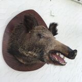 Wild boar trophy