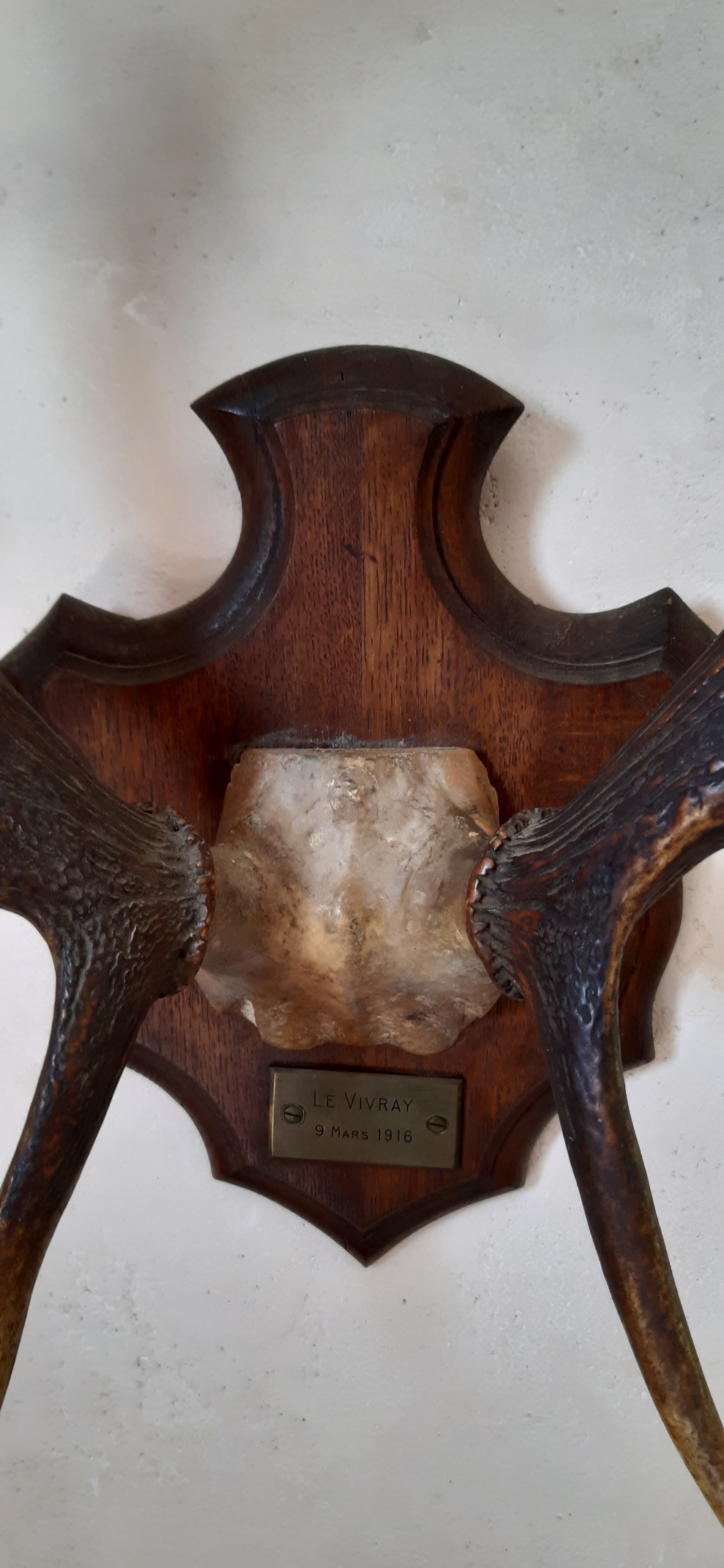 Hunting trophy 1916 by naturalist Deyrolle, Paris