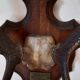 Hunting trophy 1916 by naturalist Deyrolle, Paris