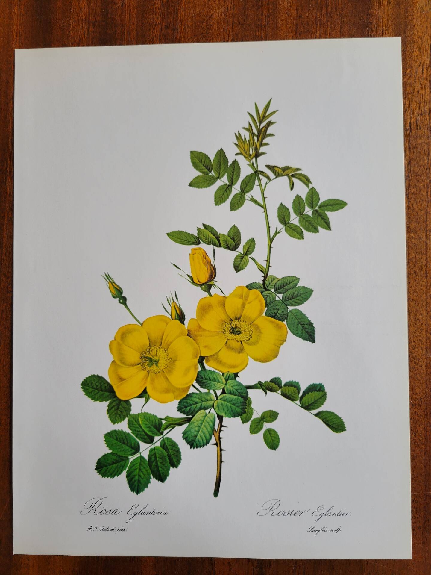 Botanical plate Wild Rose P.J. Redouté 1960