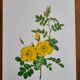 Botanical plate Wild Rose P.J. Redouté 1960