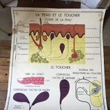 Ancienne affiche de sciences Rossignol anatomie et médecine