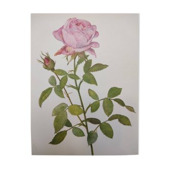 Illustration botanique de rose - Mrs John Laing - Affiche nature - Gravure de Rose