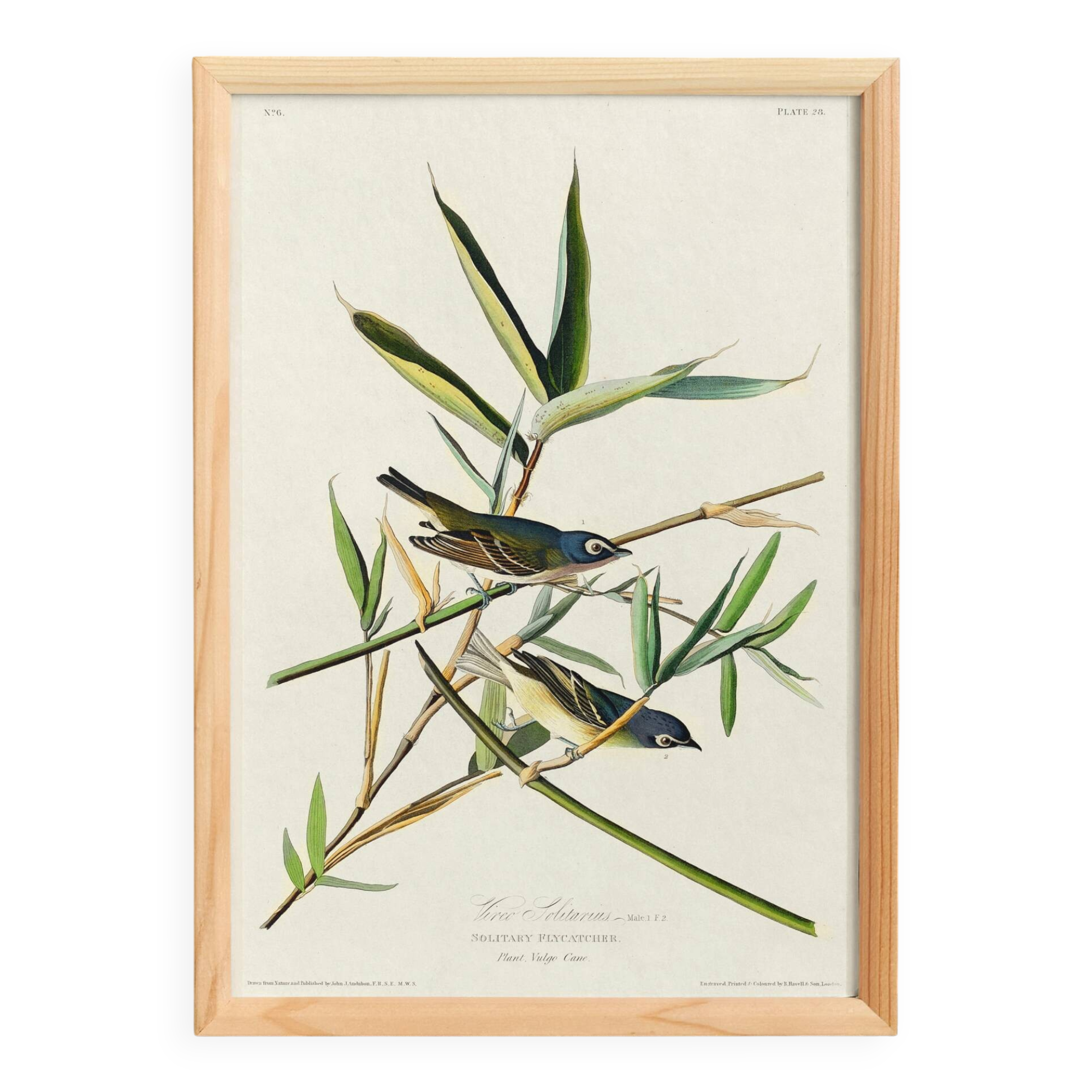 Poster about the Solitary Flycatcher, based on an old engraving from 1827.