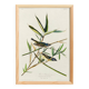 Poster about the Solitary Flycatcher, based on an old engraving from 1827.