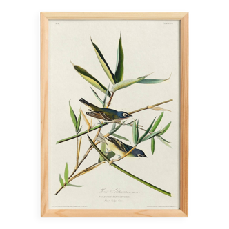 Poster about the Solitary Flycatcher, based on an old engraving from 1827.