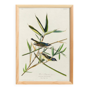 Poster about the Solitary Flycatcher, based on an old engraving from 1827.