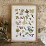 Herbier de fleurs séchées