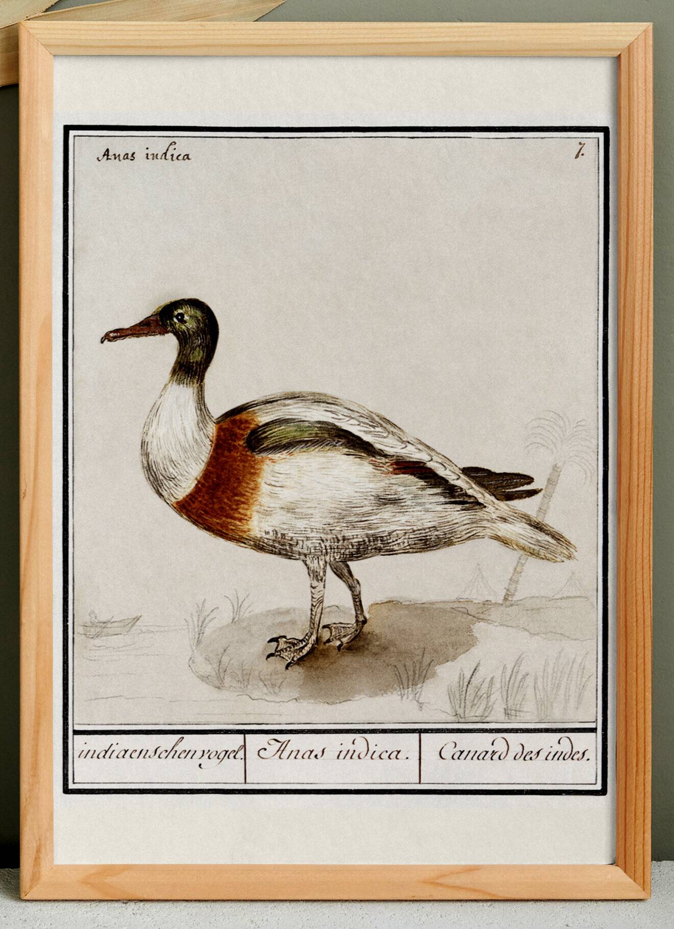 Small poster about the Indian runner duck, after an old engraving