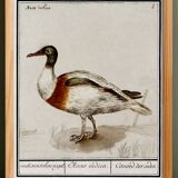 Small poster about the Indian runner duck, after an old engraving