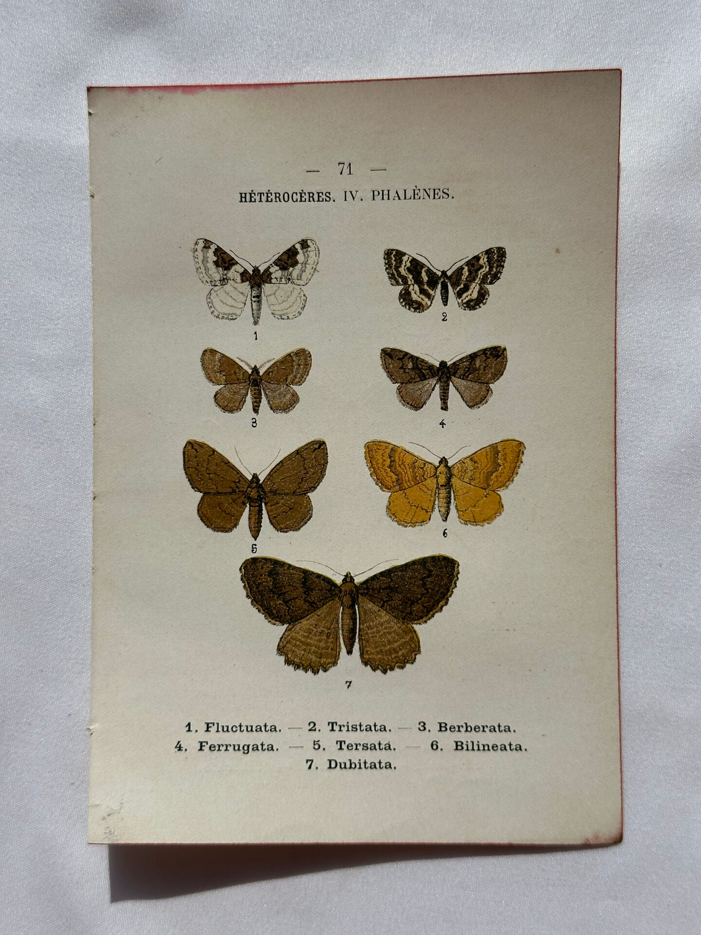 Botanical Plate 1800 Old Naturalist Engraving 19th Century Double-Sided