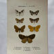 Botanical Plate 1800 Old Naturalist Engraving 19th Century Double-Sided