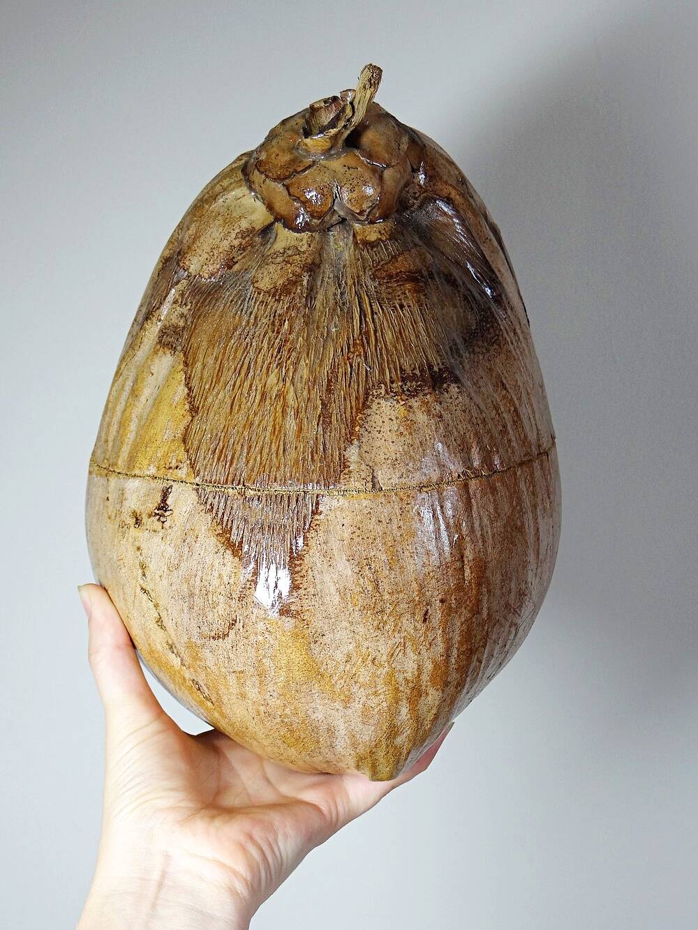 Curiosity vintage box from the 50s-60s, naturalised coconut ice bucket.