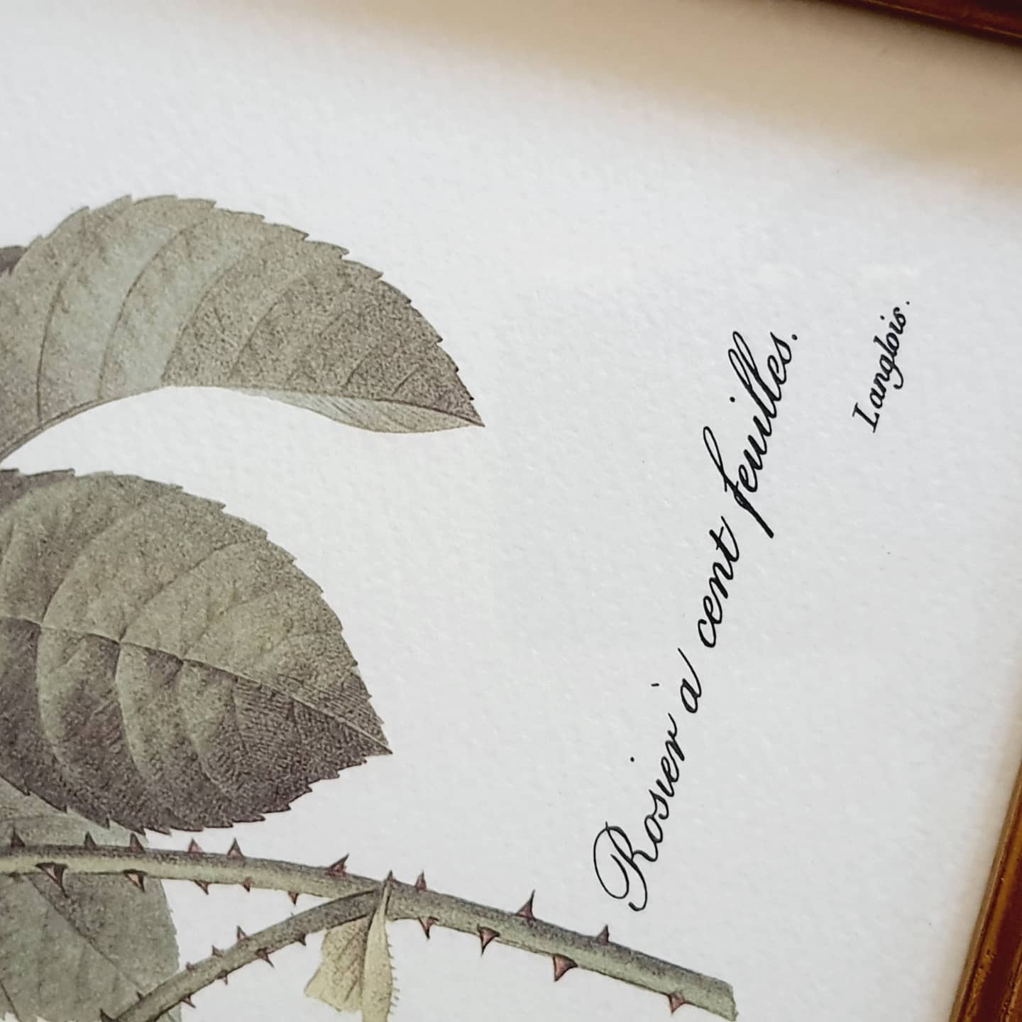 Table lithograph PJ Redouté Rosier 100 leaves 117