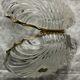 Candy "Shell" in Baccarat Crystal