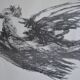 Picasso Lithographie originale 1959 La colombe en vol 38x28cm