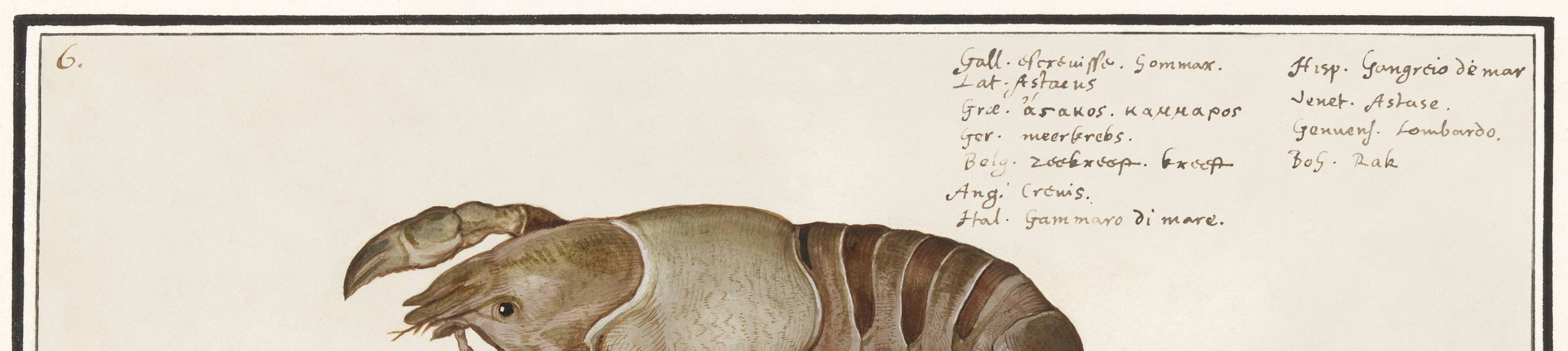 Small poster about lobster, after an old engraving from 1610.