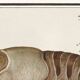 Small poster about lobster, after an old engraving from 1610.