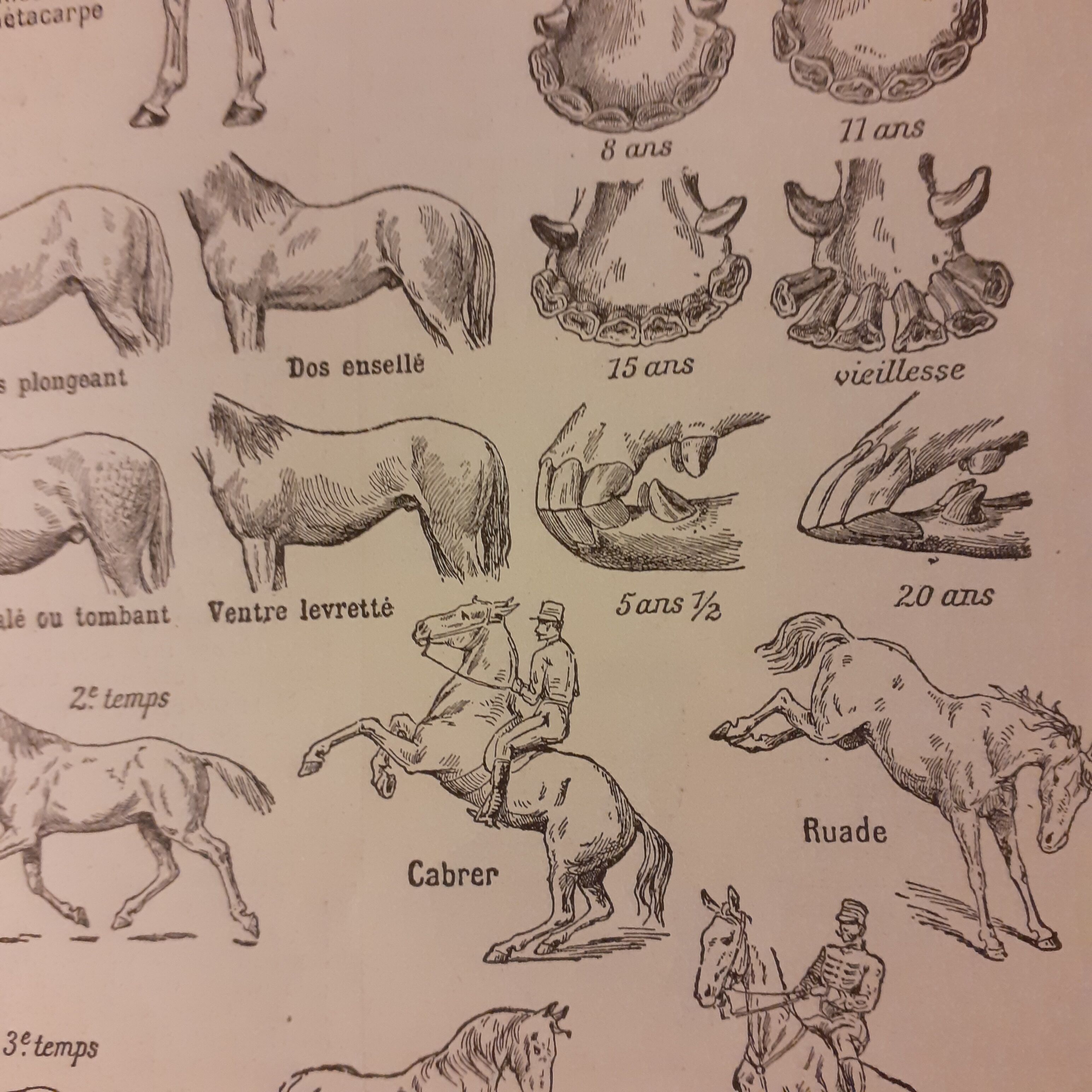 Lithographie sur le cheval de 1922