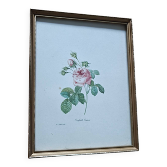 Lithographie de planche botanique de PJ Redouté rose Centfeuille Cristata cadre doré