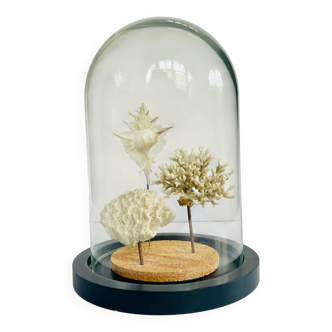 Corals and shells