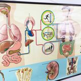 educational pull-down Jung Koch school map human anatomy chart