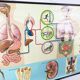 educational pull-down Jung Koch school map human anatomy chart