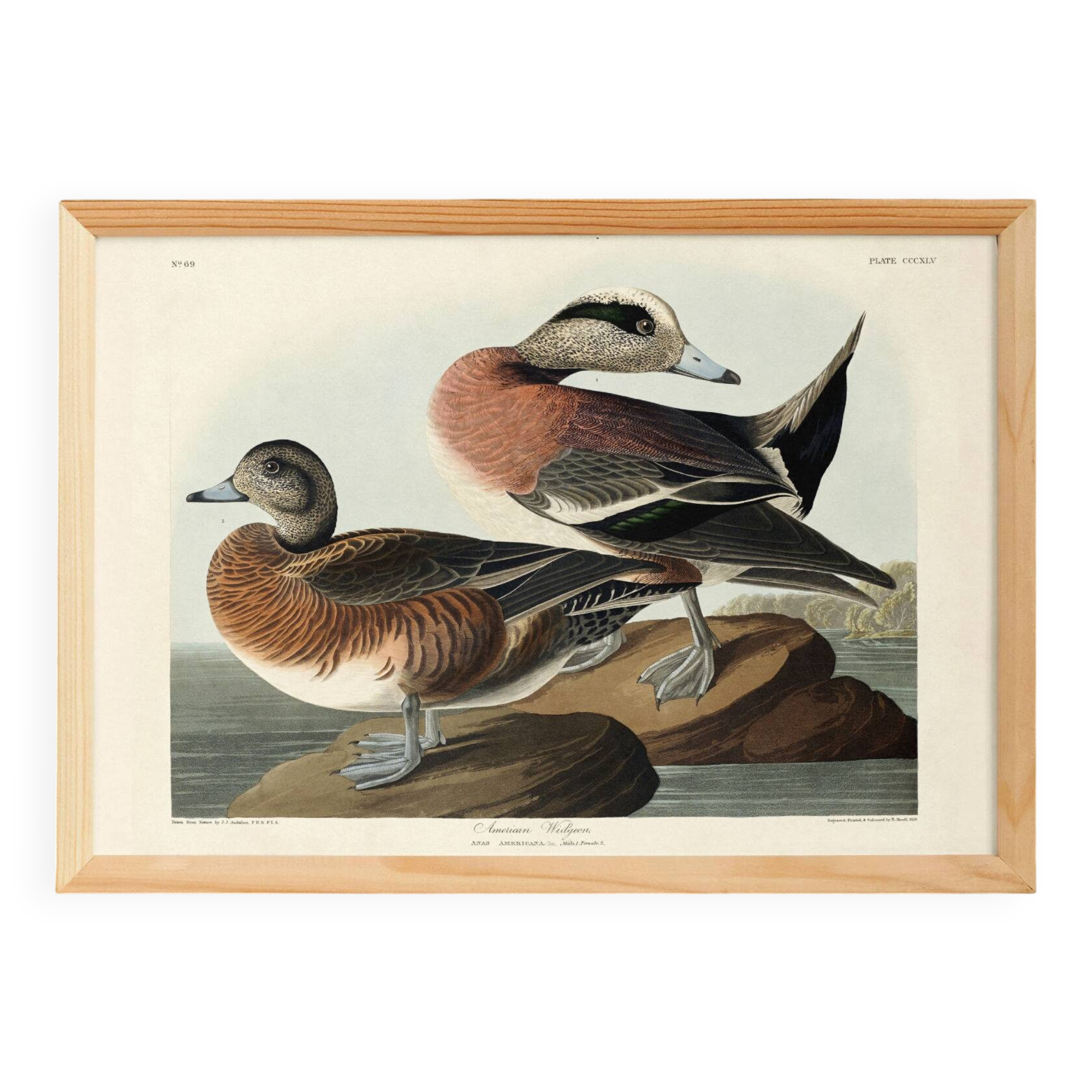 Poster about the American Wigeon, based on an old engraving