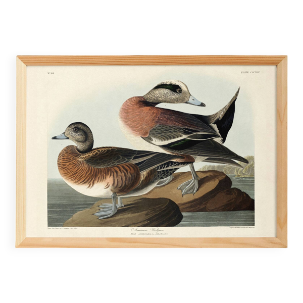 Affiche sur le Canard siffleur d’Amérique, d’après une gravure ancienne