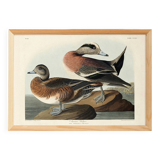 Poster about the American Wigeon, based on an old engraving