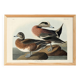 Poster about the American Wigeon, based on an old engraving